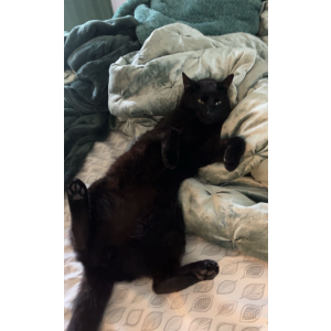 Lost 2 paw (Connecticut)