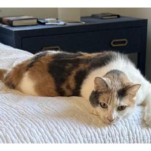 Lost 2 Cat (California)