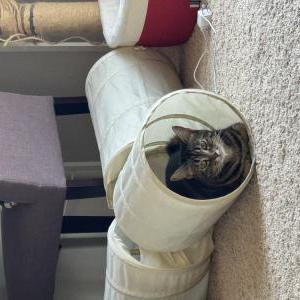 Image of Ube, Lost Cat