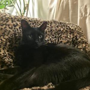 Lost 2 Dracula (NY)