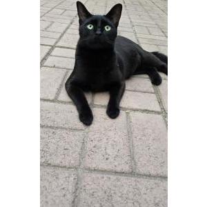 2nd Image of Dracula, Lost Cat