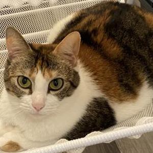 Image of Mao, Lost Cat