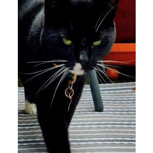 Image of Bella, Lost Cat
