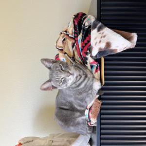 Image of Theo, Lost Cat