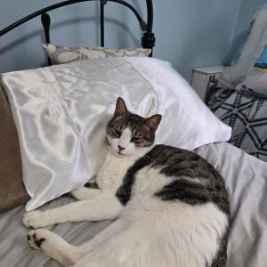 Image of Zeus, Lost Cat