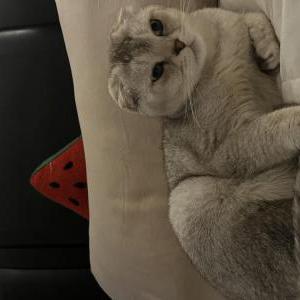 Image of Miss Biss, Lost Cat
