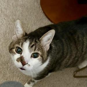 Image of Jackson, Lost Cat