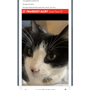 Image of felix, Lost Cat