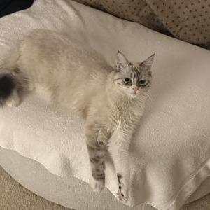 Lost 2 Minky (California)