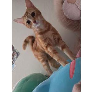 Image of Cheddar, Lost Cat