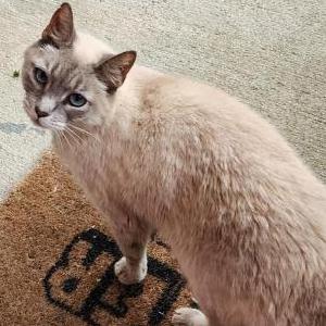 Image of Oyster, Lost Cat