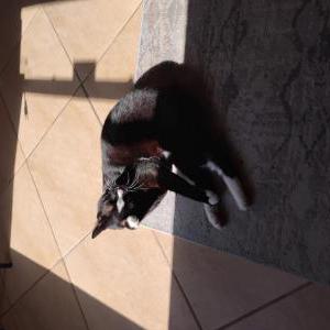 Image of Figaro, Lost Cat