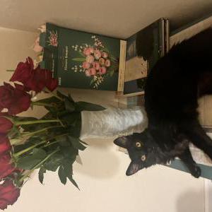 Image of Nora, Lost Cat