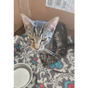 Image of Unknown, Found Cat