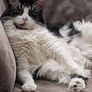 Image of Ryoga, Lost Cat