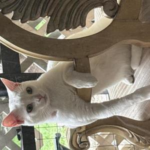 Image of Walter White, Lost Cat