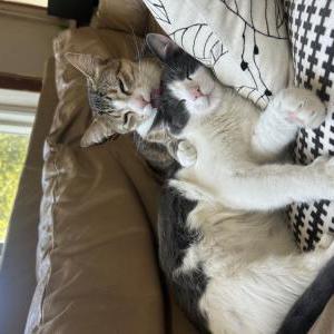 Image of Qiu Qiu, Lost Cat