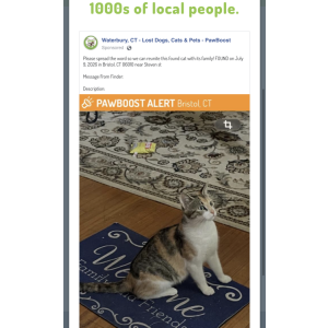 Image of Unknown, Found Cat