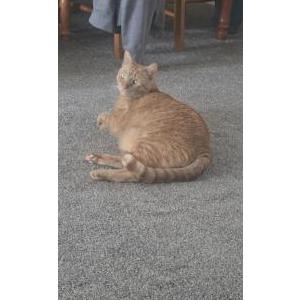 Image of Leo, Lost Cat