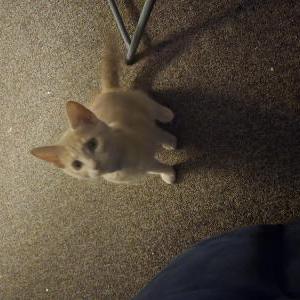 Image of Luna, Lost Cat