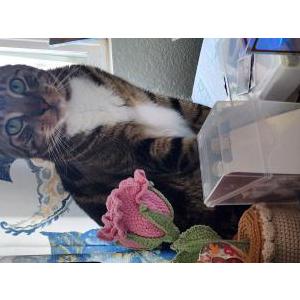 Image of Sher Khan, Lost Cat