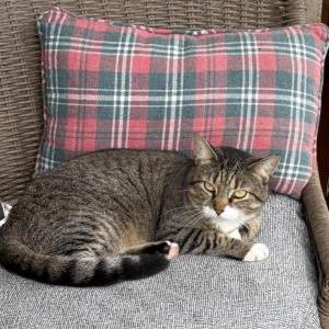 Lost 2 Lluvia (NJ)