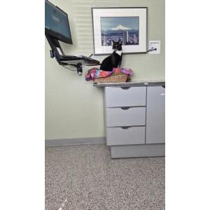 Image of Tux, Lost Cat