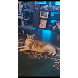 Image of Sol, Lost Cat