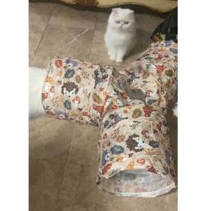 Lost 2 Suzie (NY)