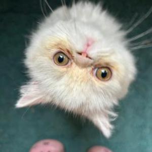 2nd Image of Suzie, Lost Cat