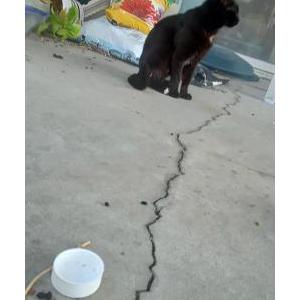 Image of unknown female black, Found Cat