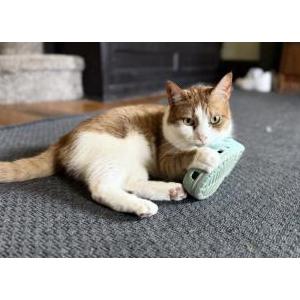 Lost Cat Archie