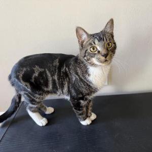 Image of Bean, Lost Cat