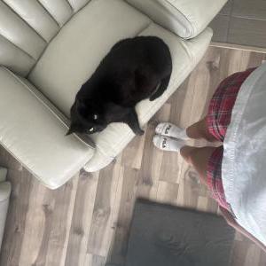 Image of Spooky, Lost Cat