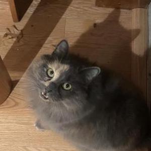 Image of Zep, Lost Cat