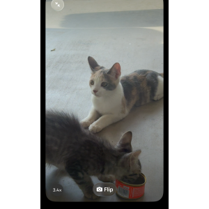 Lost 2 Nala (Arizona)