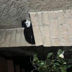 Image of Eclipse, Lost Cat