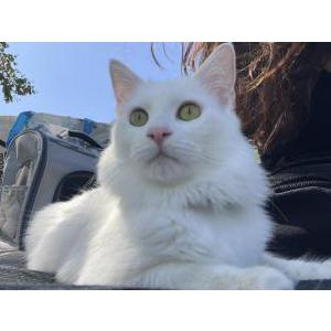 Lost 2 Gunther (California)