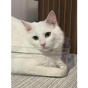 2nd Image of Gunther, Lost Cat