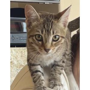 Image of Unknown, Found Cat