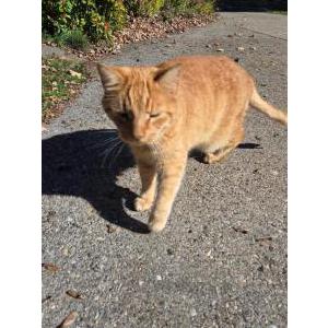 Image of Simba, Lost Cat