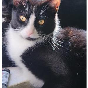 Image of Marty Mcfly, Lost Cat