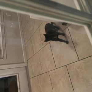 Image of Unknown, Found Cat
