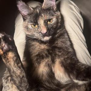 Image of Bella, Lost Cat
