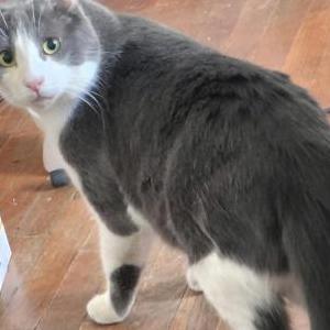 Image of Denver, Lost Cat