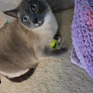 Image of Rowdy, Lost Cat