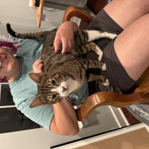 Image of Unknown, Found Cat