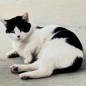 Image of Brenda, Lost Cat