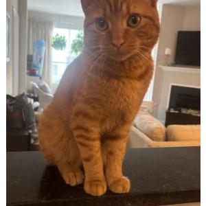 Image of Unknown, Found Cat
