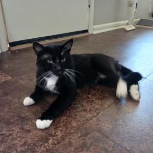 Image of Tux/Eureka, Lost Cat